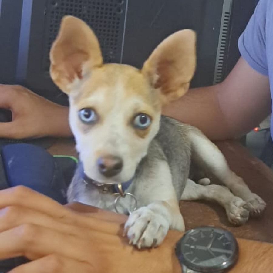 DINAMITA | Raza Chihuahua | Final Feliz