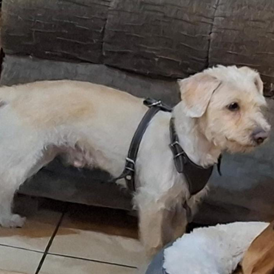 REX | Raza Mestizo | Perdido