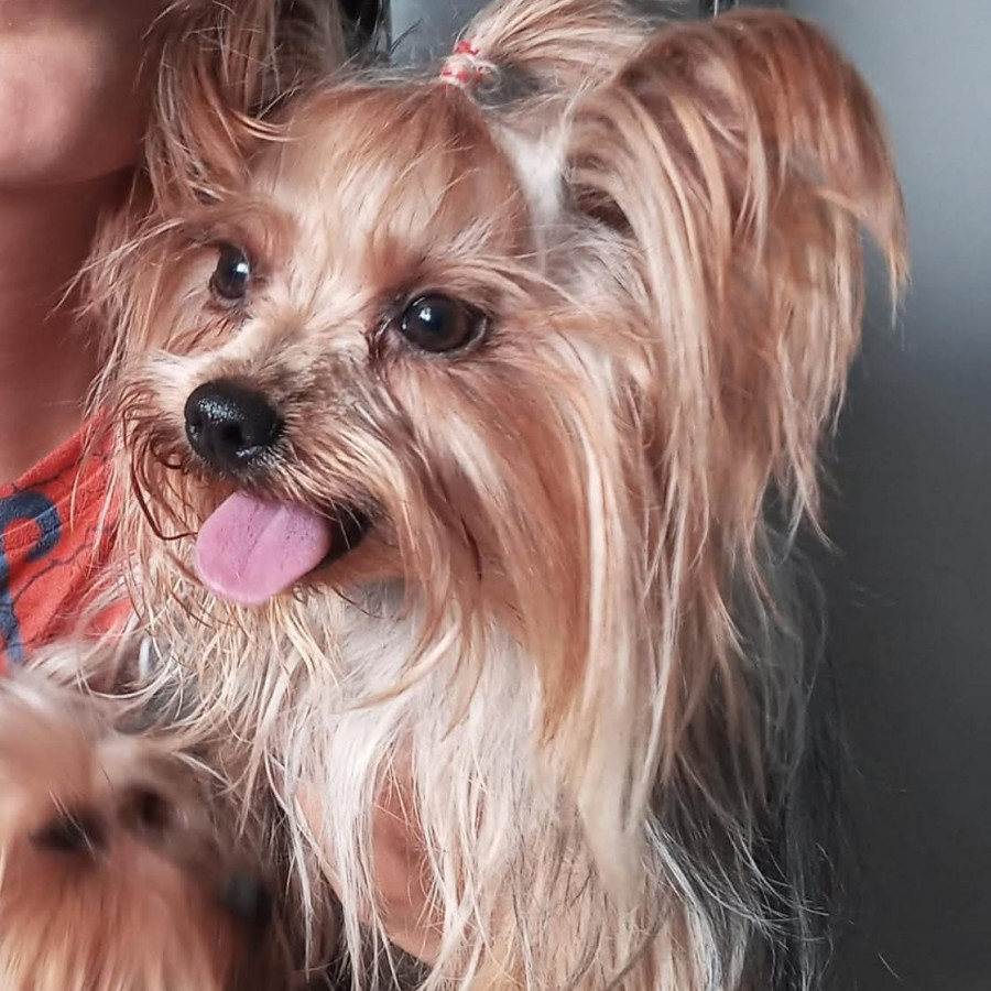 TITÁN | Raza Yorkshire Terrier (Yorkie) | Final Feliz