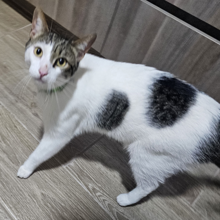  | Raza Doméstico Américano de Pelo Corto | Encontrado