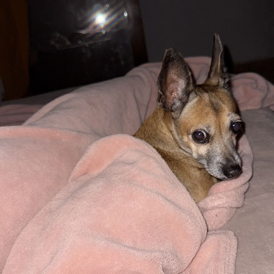 MOSHA | Raza Chihuahua | Perdida