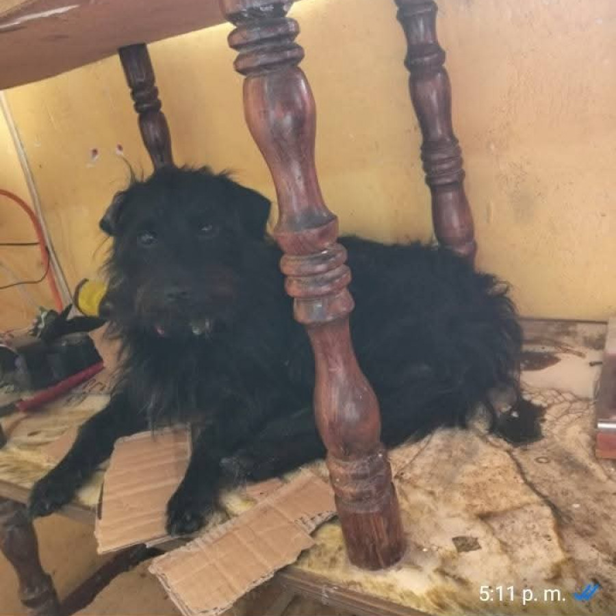 MAX | Raza Mestizo, cruza de Schnauzer | Perdido