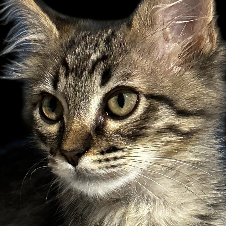 CHOCO | Raza Doméstico Americano de pelo semilargo | En Adopción