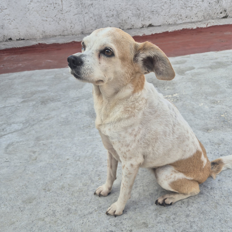  | Raza Mestiza, cruza de Chihuahua | Final Feliz