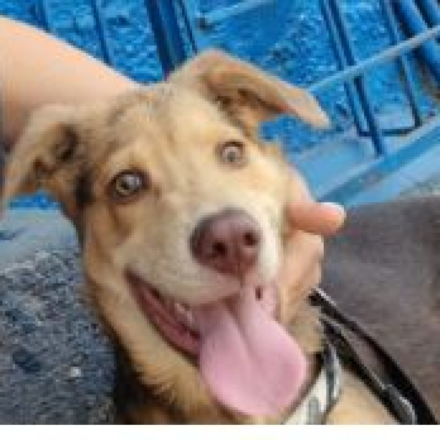 COFFEE | Raza Mestizo, cruza de Labrador con Husky | Final Feliz
