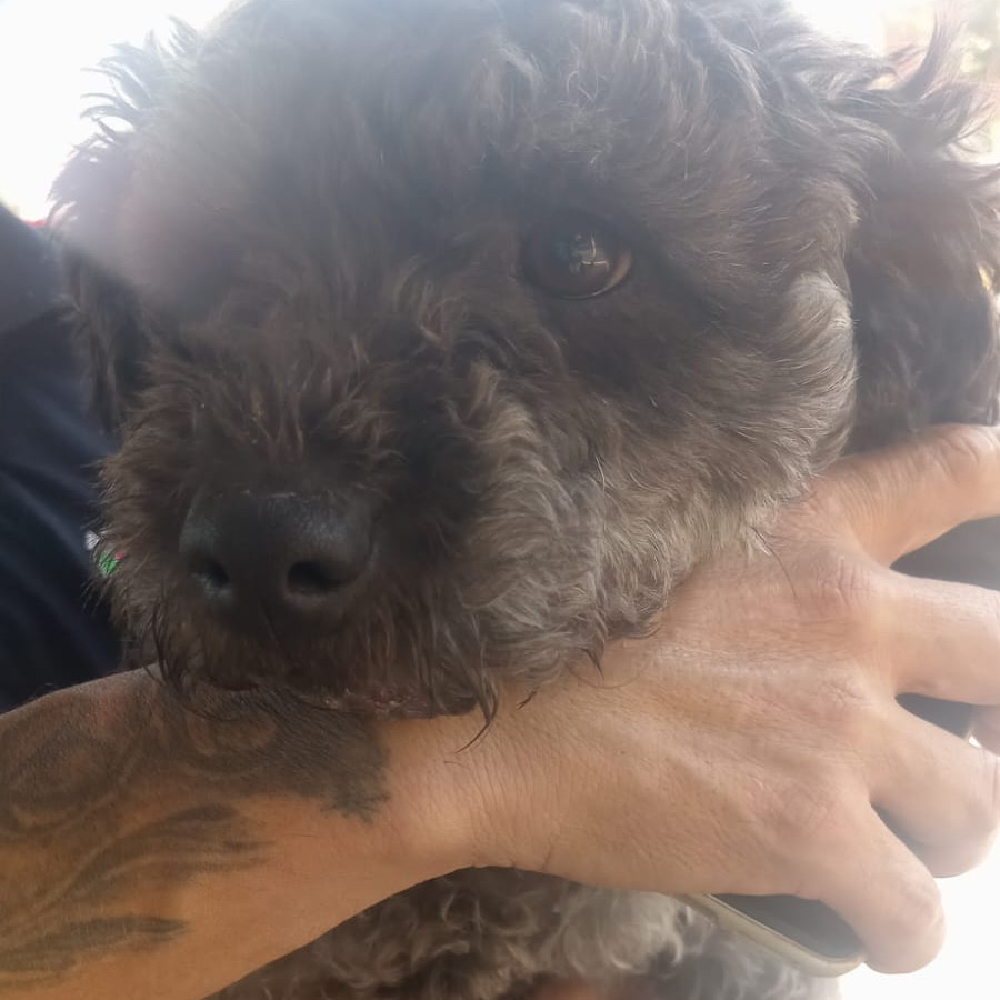  | Raza Mestiza, cruza de Schnauzer con Poodle,  (Schnoodle) | Encontrada
