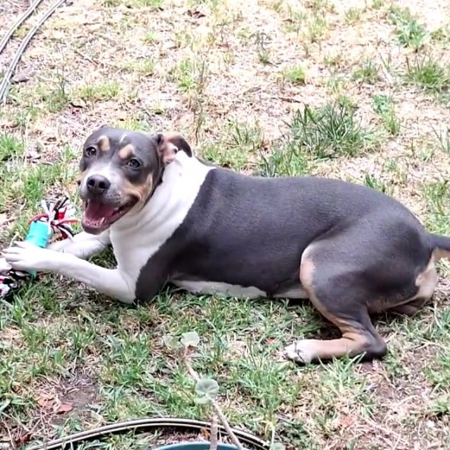 MUÑECA | Raza American Pitbull Terrier | Perdida