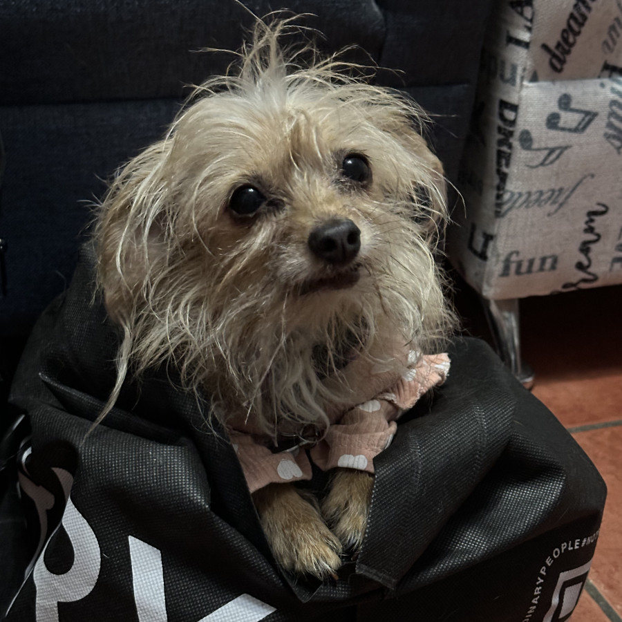 KYAH | Raza Mestiza, cruza de Chihuahua con Schnauzer | Final Feliz