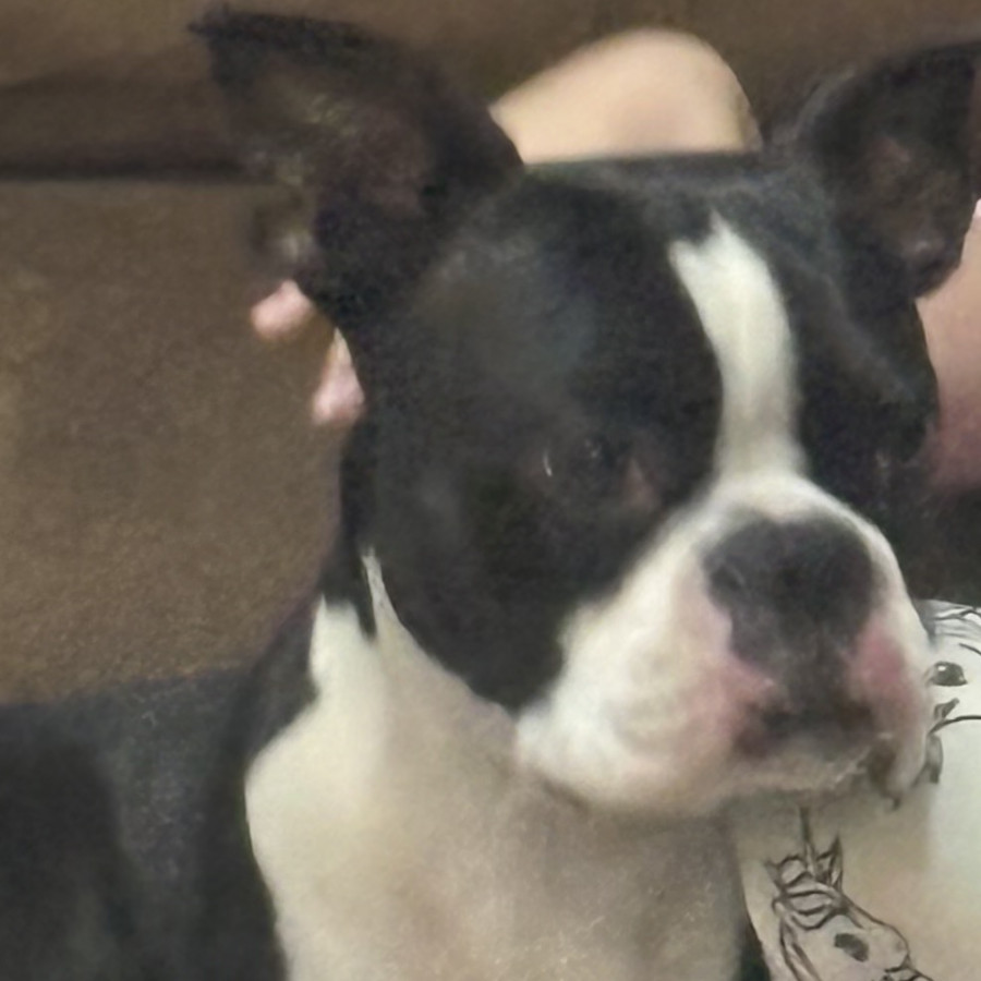 CHALINO | Raza Boston Terrier  | Perdido