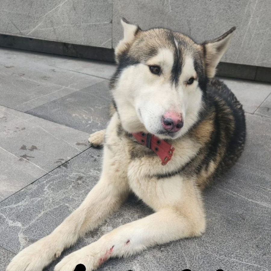  | Raza Husky Siberiano | Final Feliz