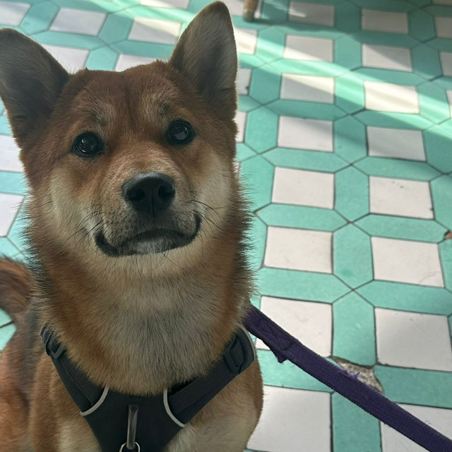 HACHI | Raza Shiba Inú | Final Feliz