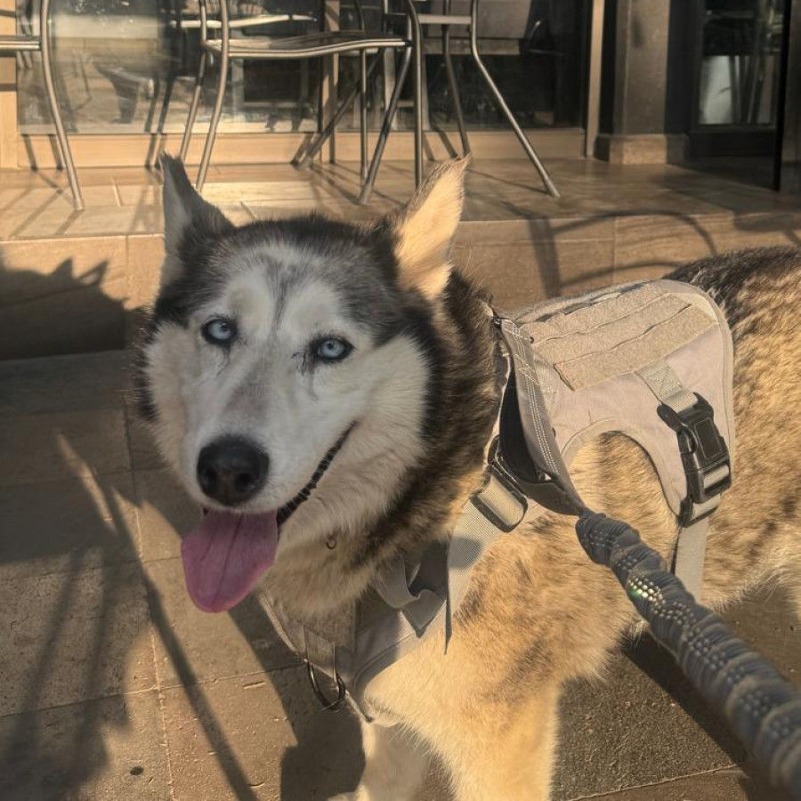 KIURA | Raza Husky Siberiano | Perdida