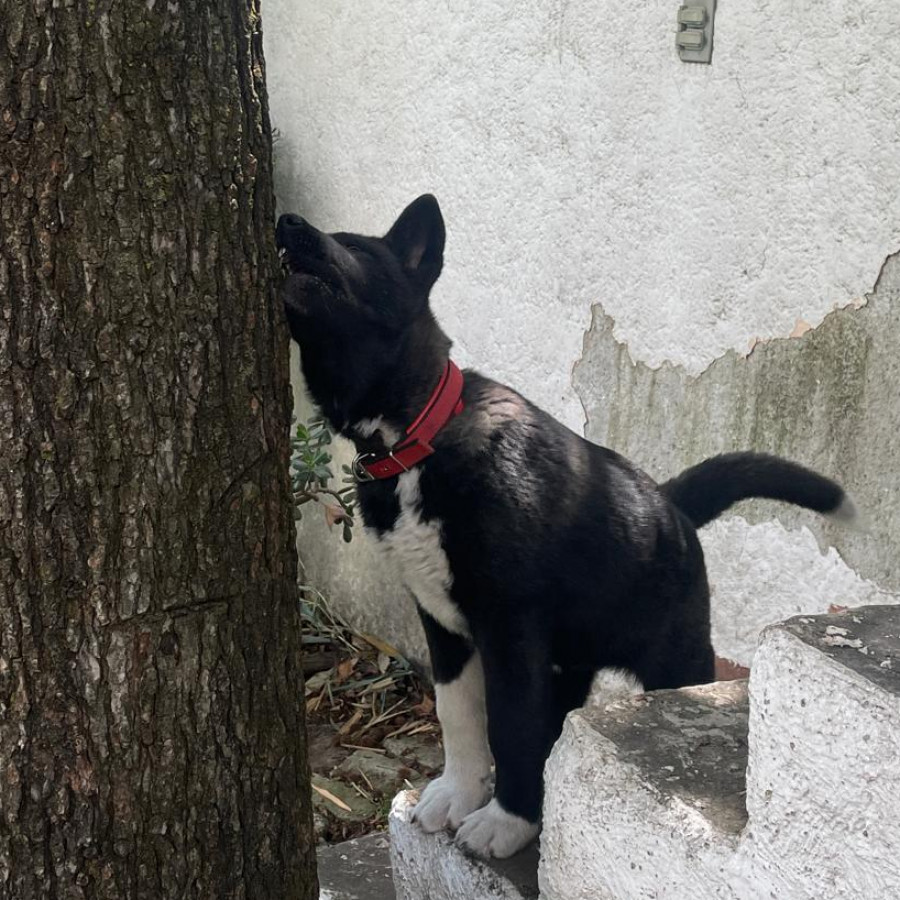 ZUKI | Raza Akita Americano   | Perdida