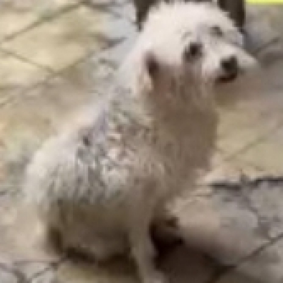 SONIA | Raza Mestiza, cruza de French Poodle | Perdida