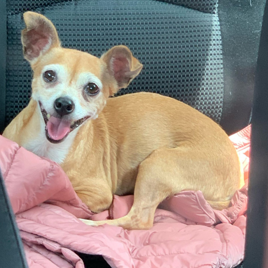 CHIQUITA | Raza Chihuahua | Final Feliz