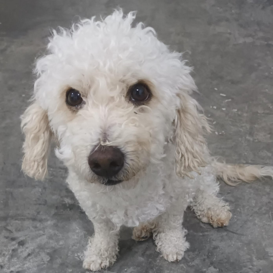 GOJAN AURELIO | Raza French Poodle o Caniche | Perdido