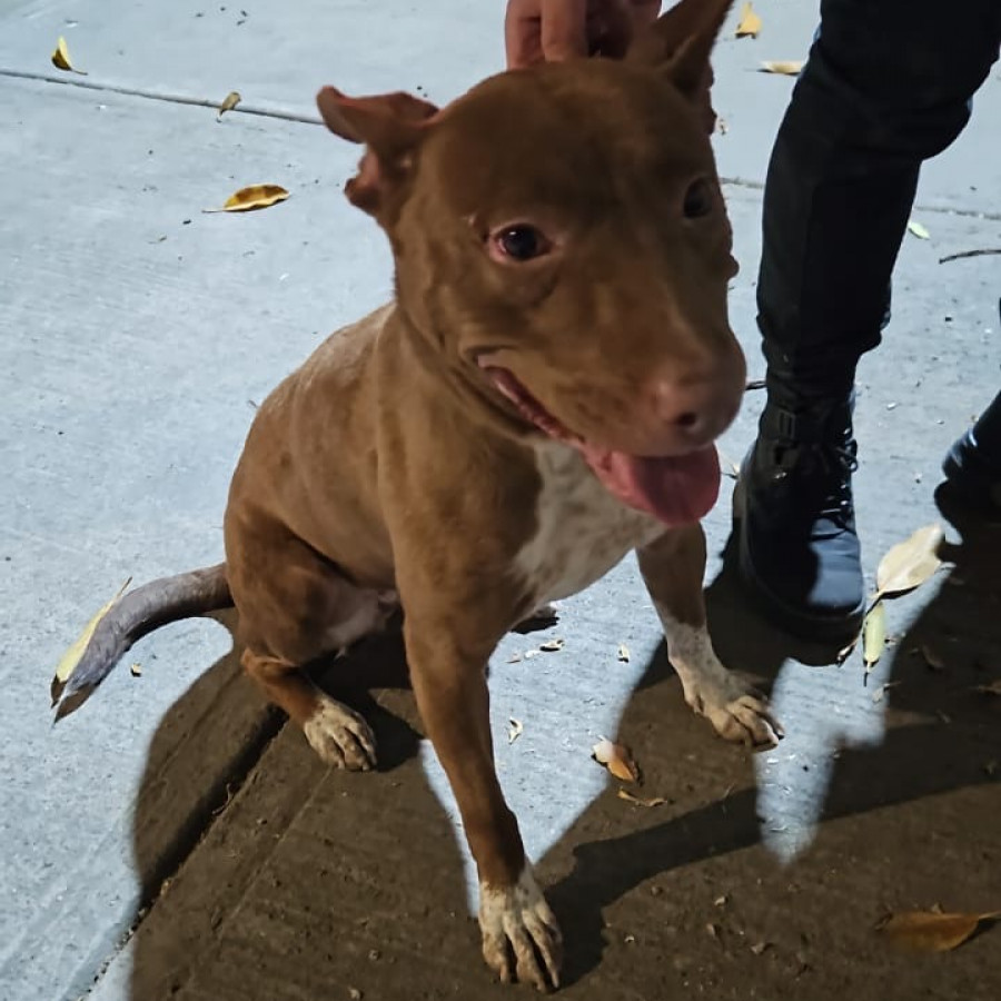  | Raza Mestiza, cruza de American Pitbull Terrier | Final Feliz