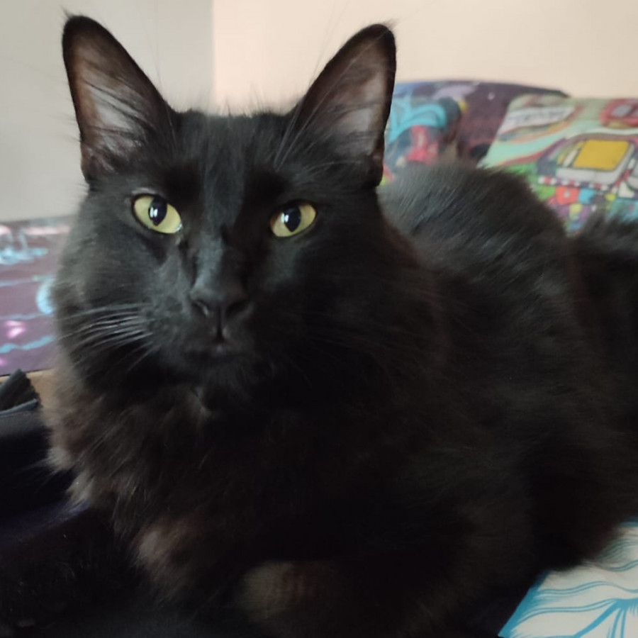 RA | Raza Angora Turco Negro | Perdido