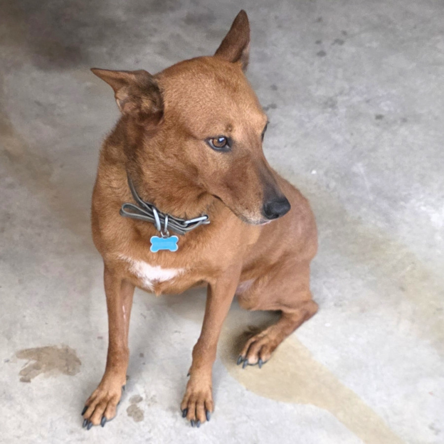 COYOTA | Raza Mestiza | Final Feliz