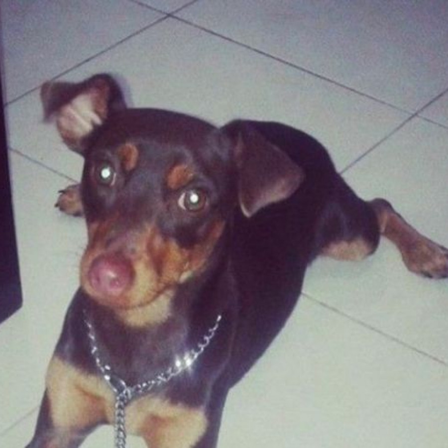 LUCKY | Raza Pinscher Miniatura  | Perdido