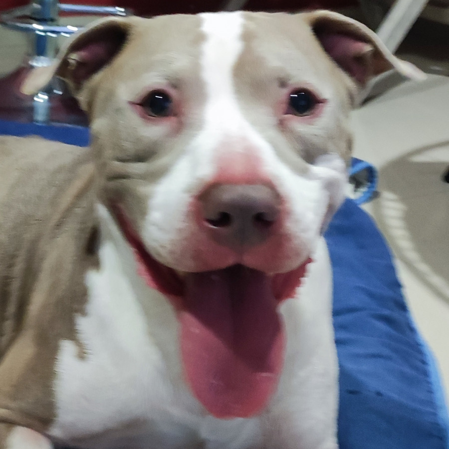  | Raza American Pitbull Terrier | Encontrado