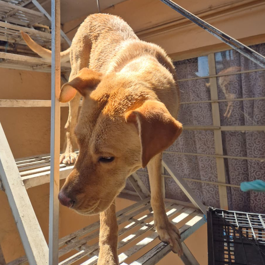 KIARA | Raza Mestiza, cruza de Labrador | Perdida