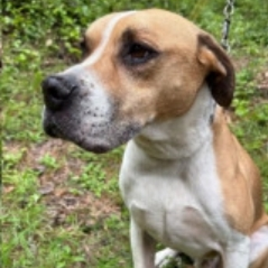 KLARC | Raza Mestizo,  cruza de American Pitbull Terrier | Final Feliz