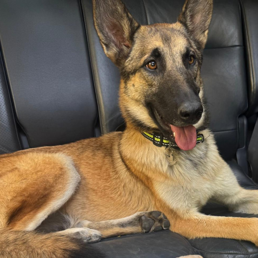 SIRÍ | Raza Pastor Belga Maliniois | Final Feliz