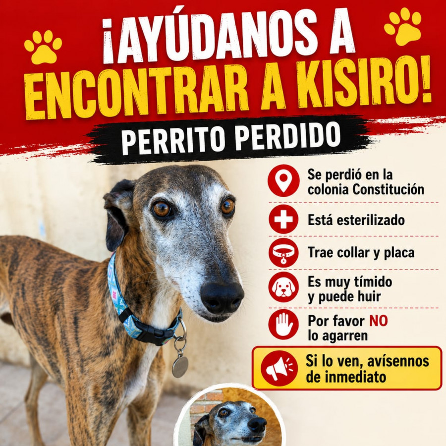 KISIRO | Raza Galgo Español | Perdido