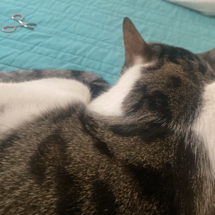 ZORRO | Raza Doméstico Américano de Pelo Corto | Perdido