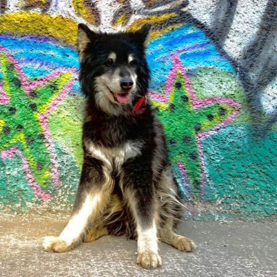 BLACKY | Raza Husky Siberiano | Final Feliz