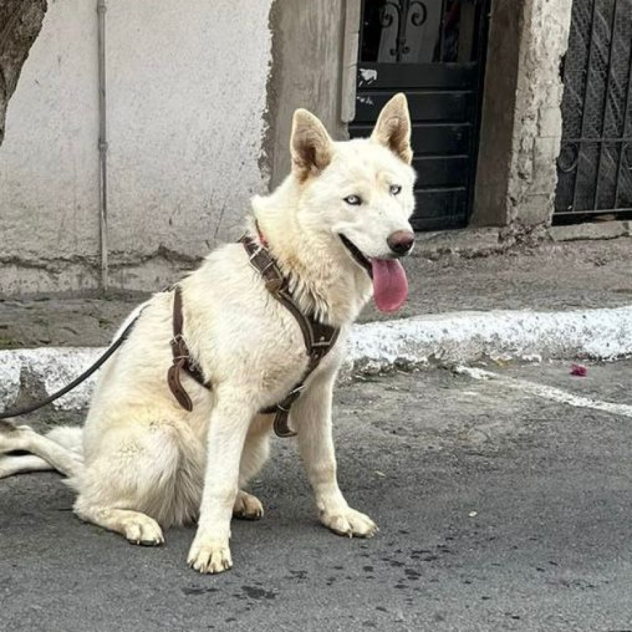 LUNA | Raza Husky Siberiano | Final Feliz