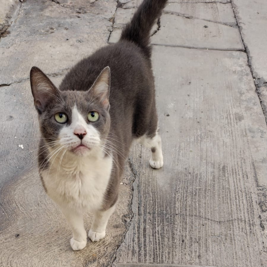  | Raza Doméstico Américano de Pelo Corto | Encontrada
