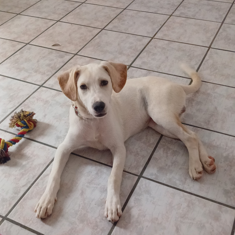 SIMBA | Raza Mestizo, cruza de Labrador | En Adopción