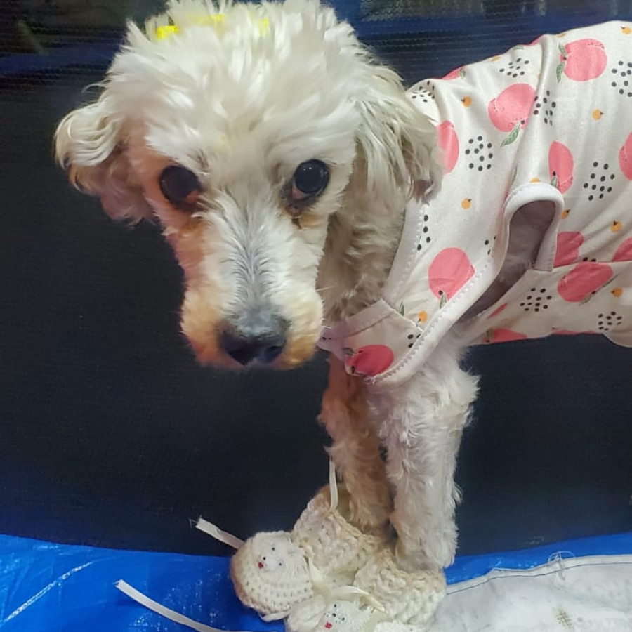 PEPA | Raza French Poodle o Caniche | Perdida