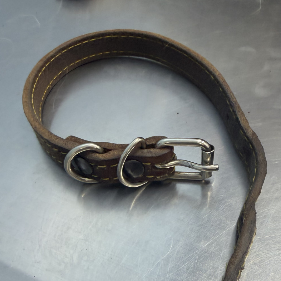 | Raza Mestiza, cruza de Maltés | Encontrada