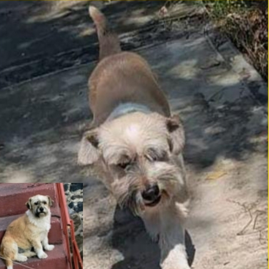 BALÚ | Raza Mestizo, cruza de Schnauzer | Perdido