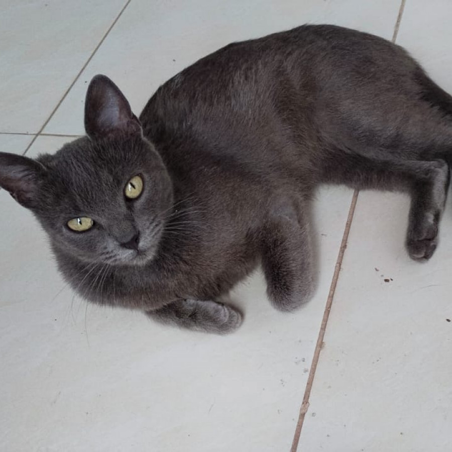 TEVI | Raza Korat | Perdida