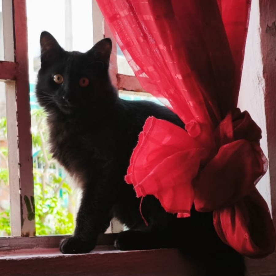 AZABACHE | Raza Angora Turco Negro | Perdido