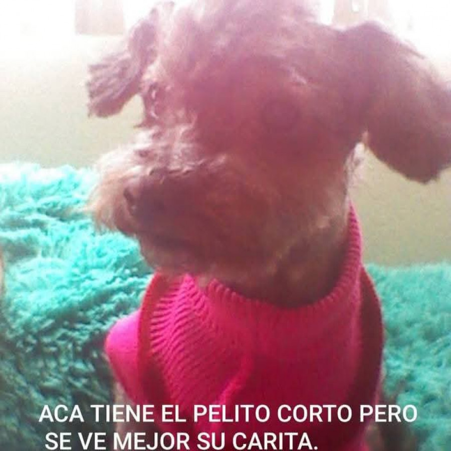 LUPITA | Raza French Poodle o Caniche | Perdida