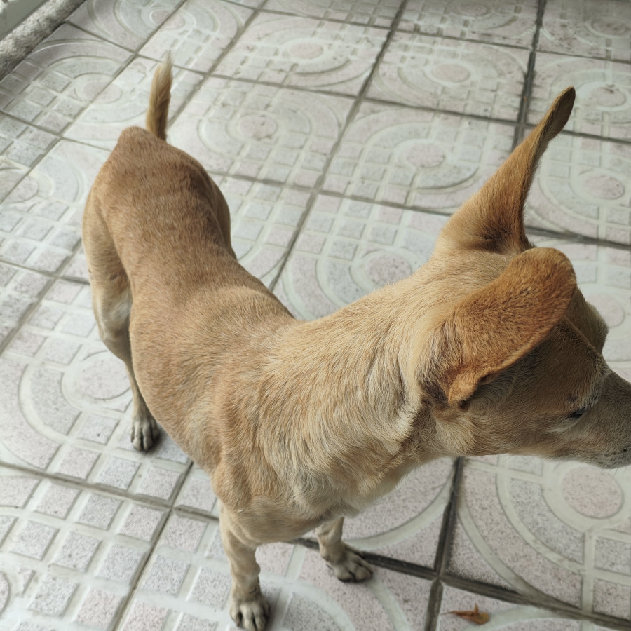  | Raza Mestizo | Encontrado