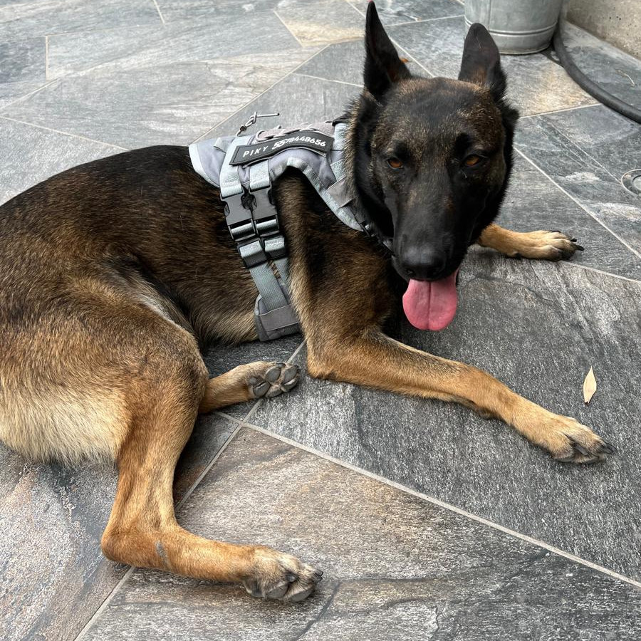 PIKY | Raza Pastor Belga Maliniois | Final Feliz