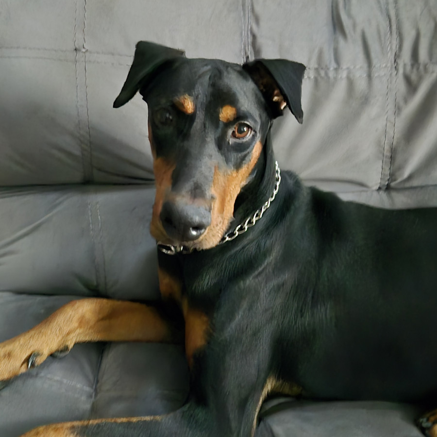 FIRU | Raza Dóberman Pinscher | Perdido