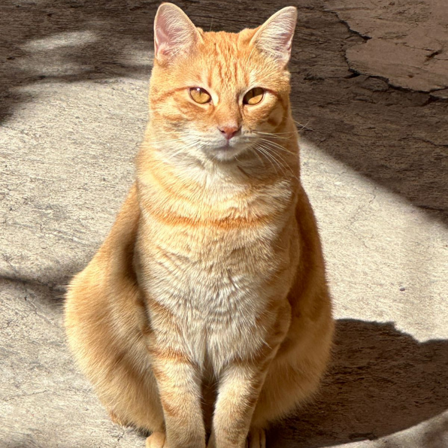 MANDARINO | Raza Doméstico Américano de Pelo Corto | Perdido