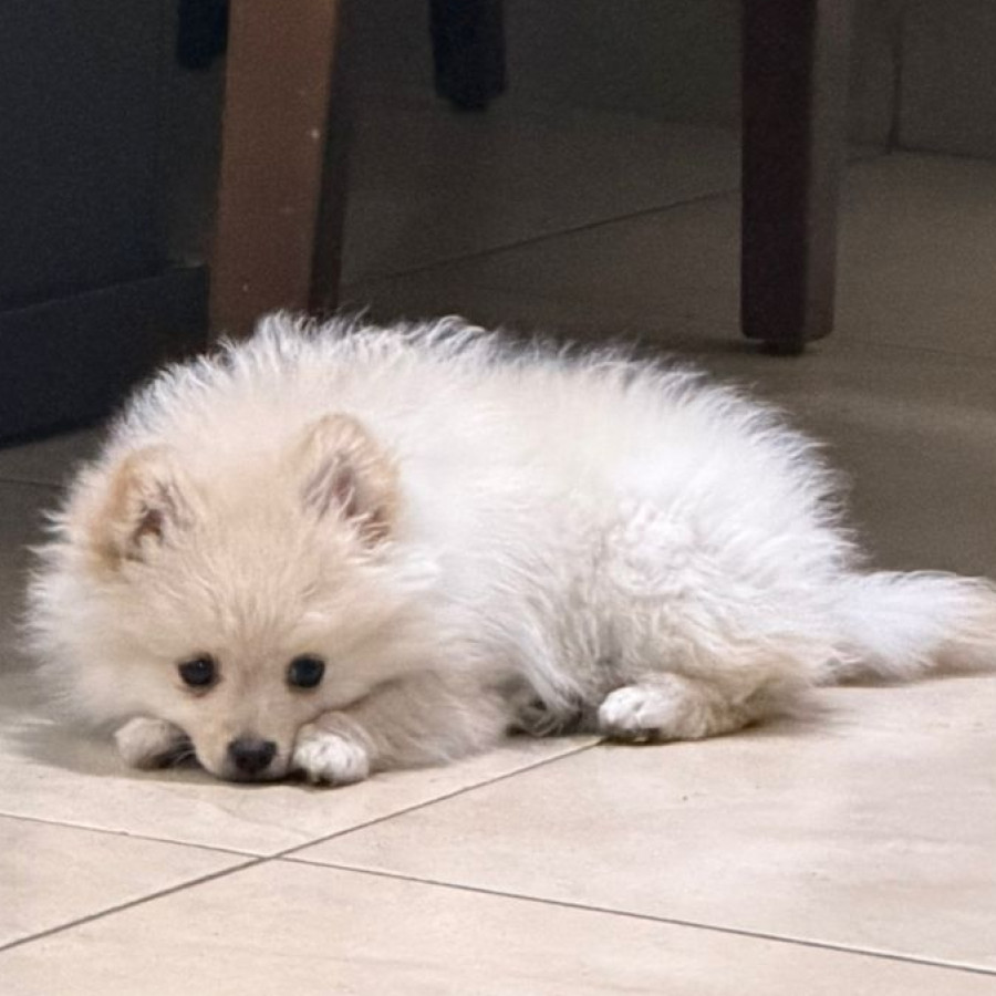 GIORGIO | Raza Pomerania | Perdido