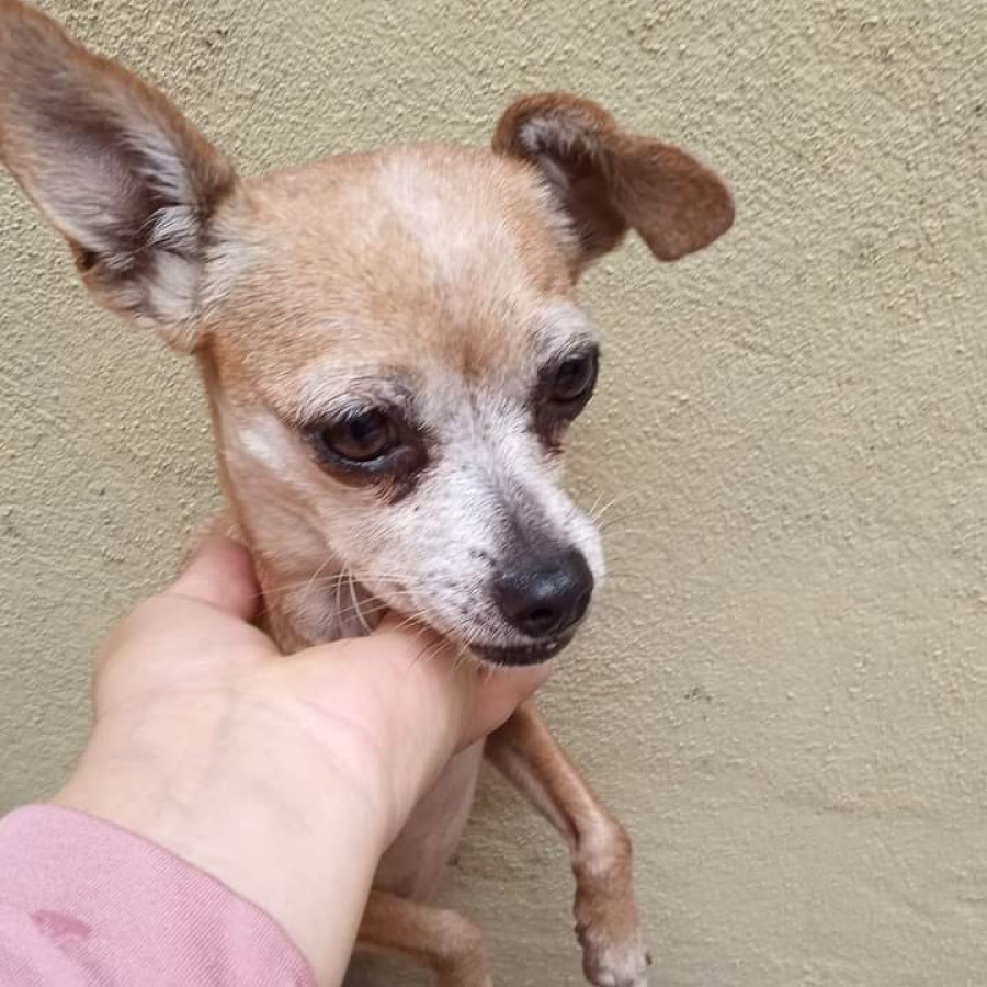  | Raza Chihuahua | Encontrada