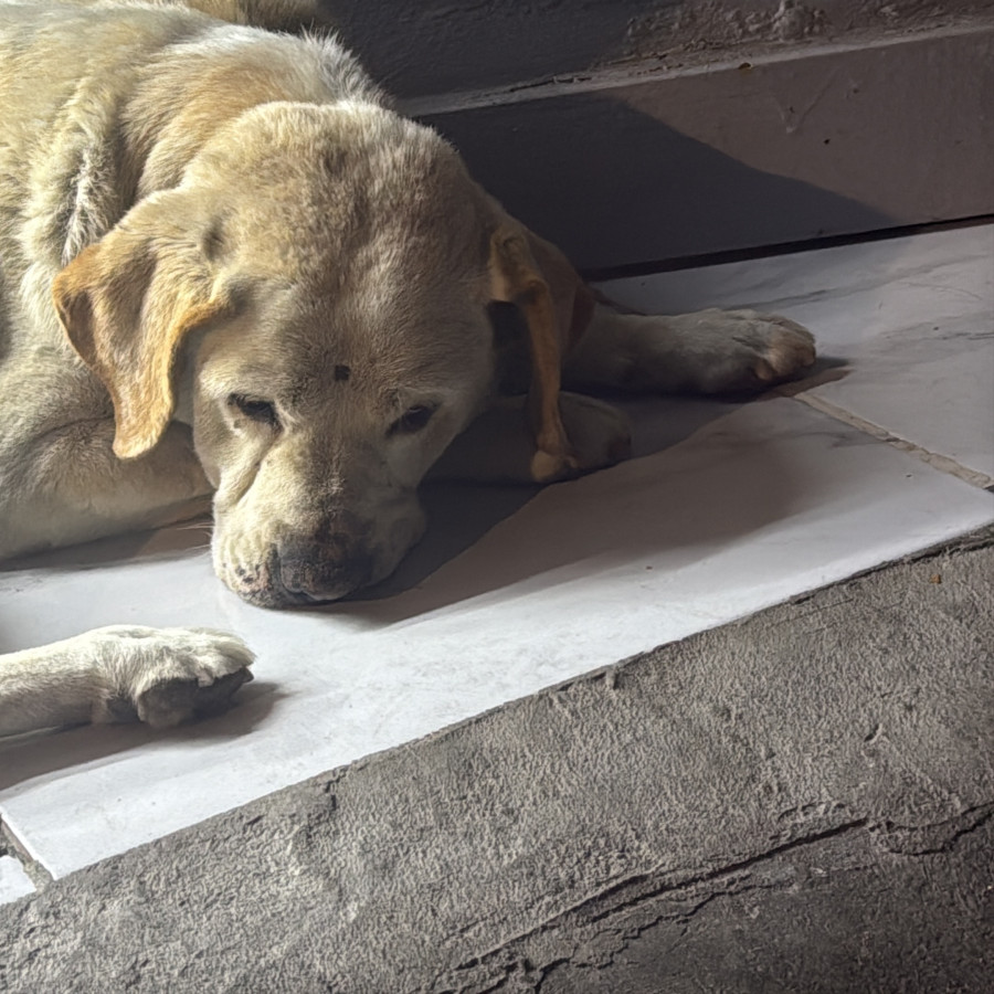  | Raza Mestizo, cruza de Labrador con American Pitbull Terrier | Encontrado