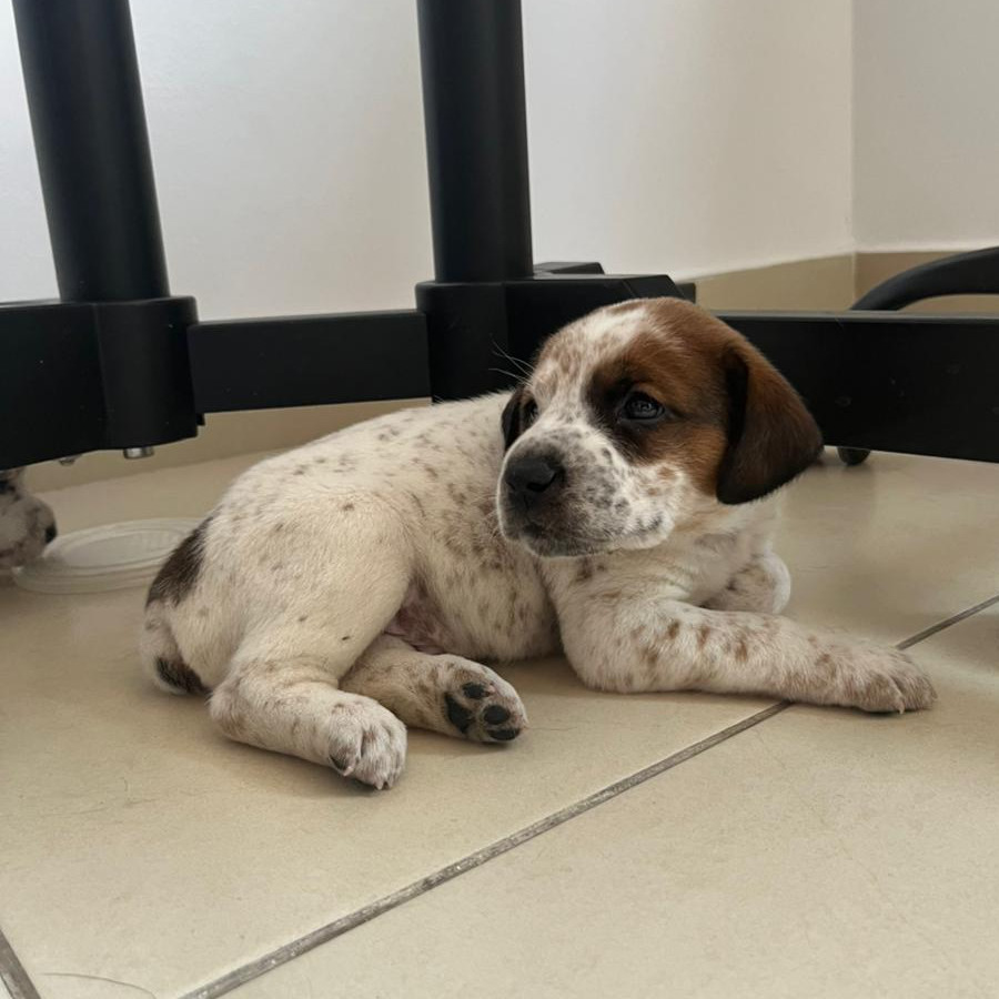 HERMOSO CACHORRITO | Raza Mestizo | En Adopción