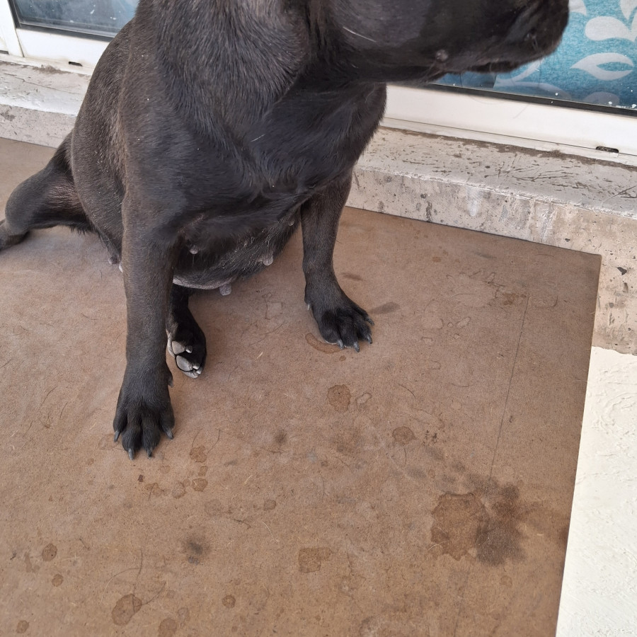 DIXIE | Raza Pug o Carlin | Perdida