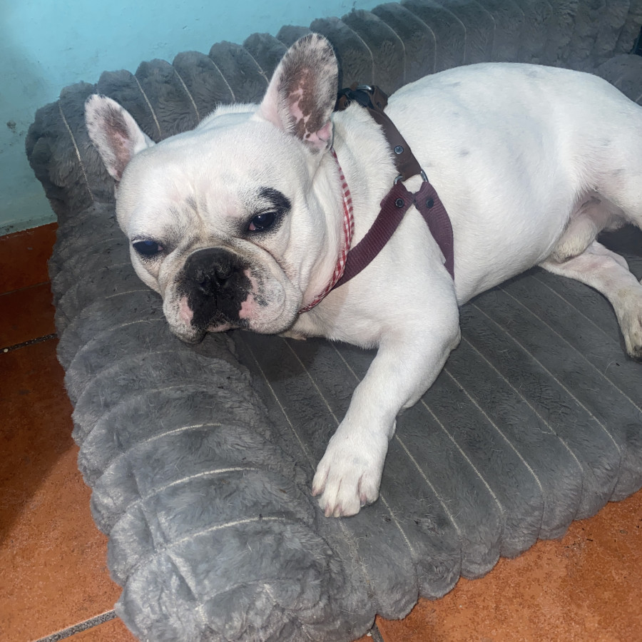 KOBY | Raza Bulldog Francés  | Final Feliz